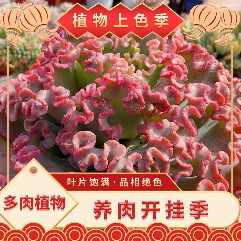 女王花笠多肉老桩包菜系盆栽植物贵货稀有植物万年红年宵花