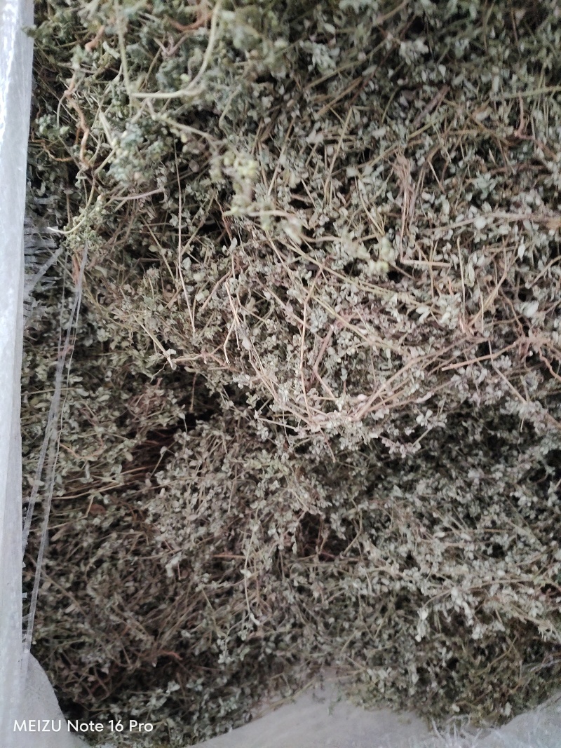 地锦草野生货干净无杂质周边老百姓地里割的人工挑选产地直发