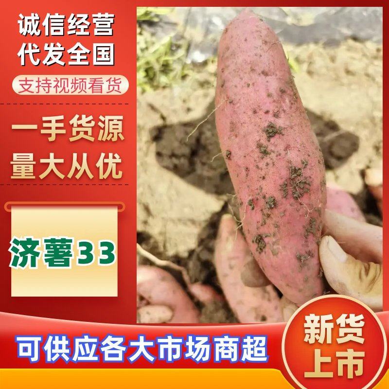【实力老店】红薯大量上市西瓜红龙薯九号红薯品种齐全