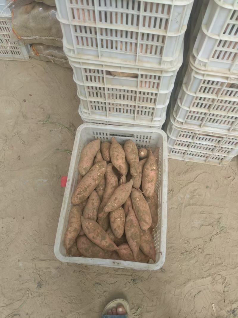 【实力老店】红薯大量上市西瓜红龙薯九号红薯品种齐全