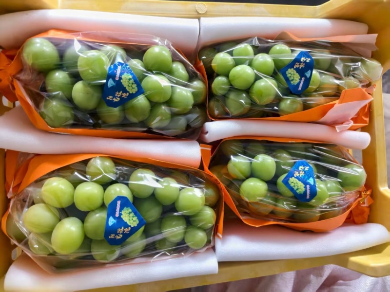 阳光玫瑰