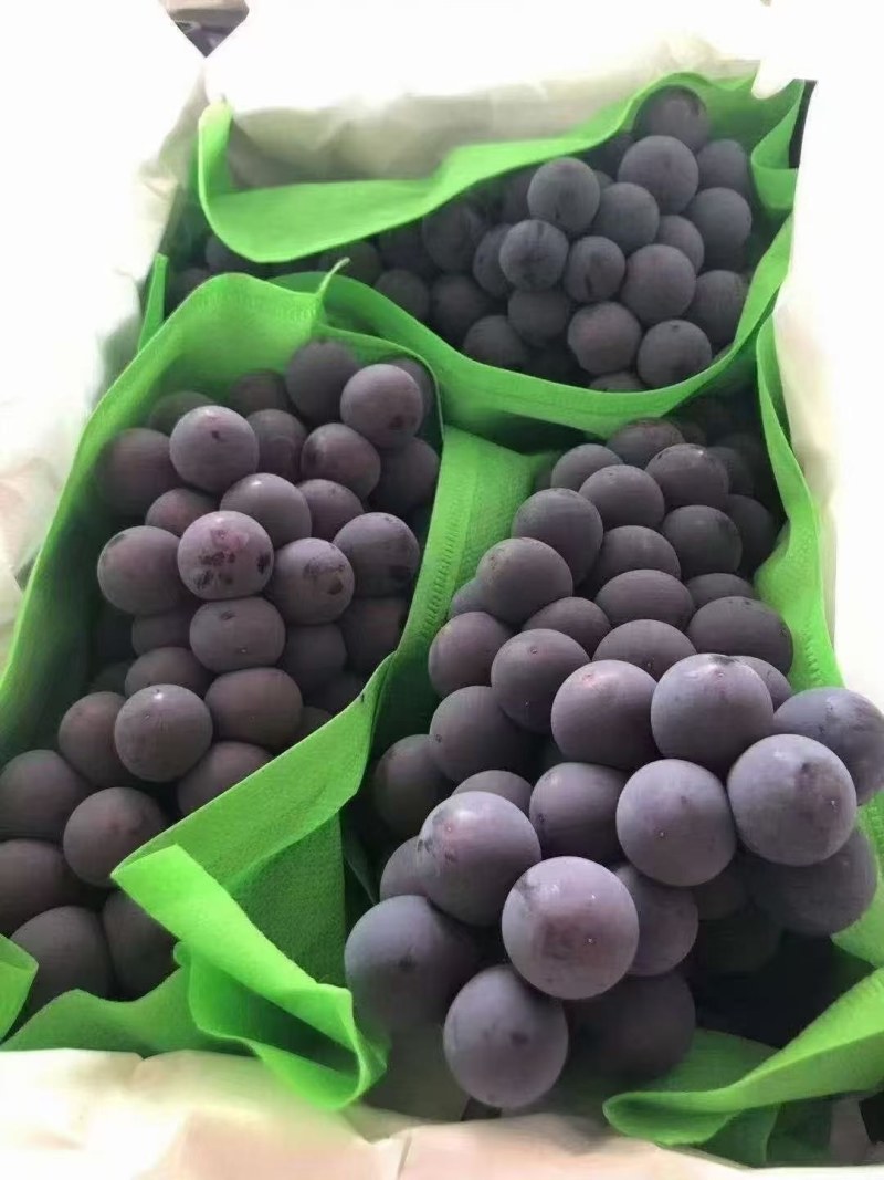 【实力推荐】京亚葡萄精品葡萄可对接各大市场商超