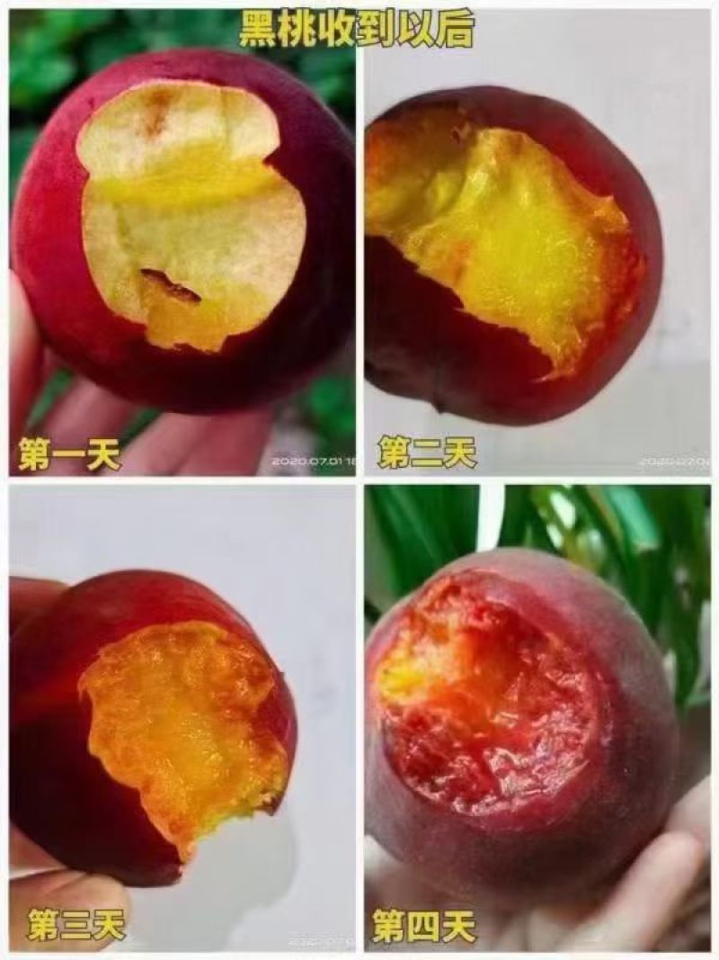 黑桃花青素特别高！唯一的一款具有药用价值的桃子