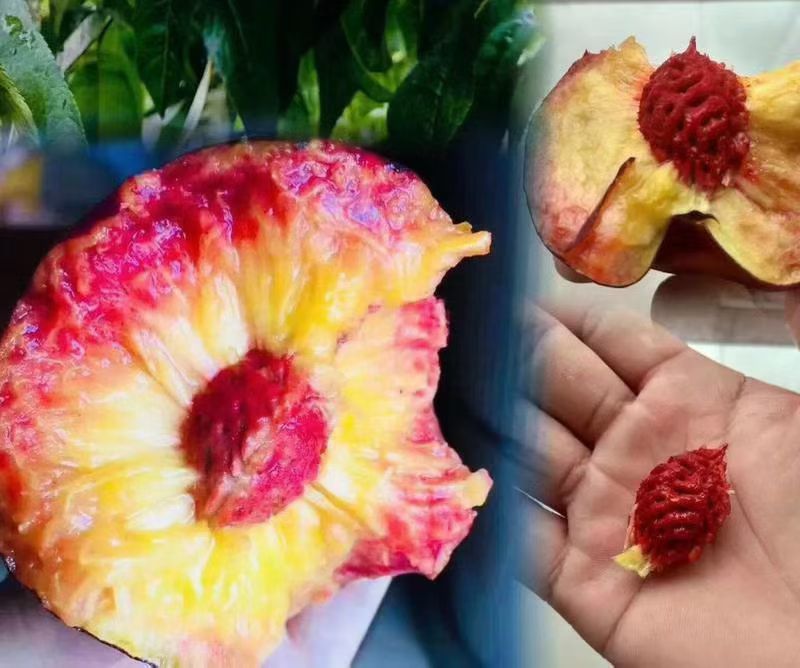 黑桃花青素特别高！唯一的一款具有药用价值的桃子