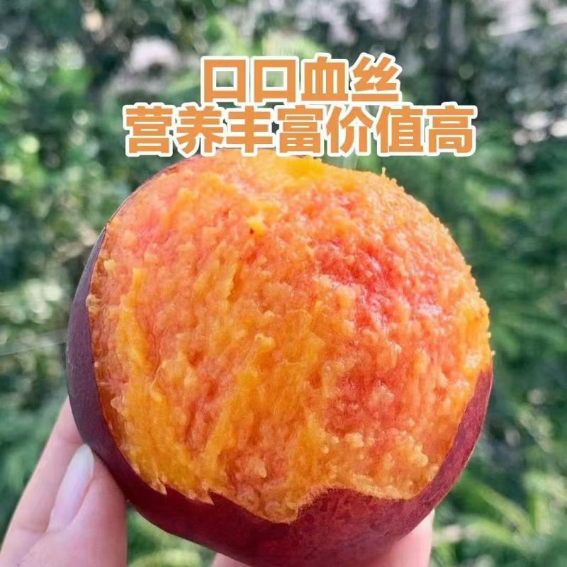 黑桃花青素特别高！唯一的一款具有药用价值的桃子