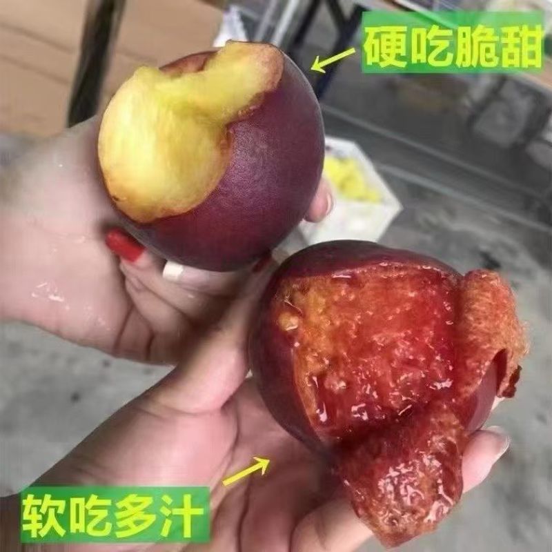 黑桃花青素特别高！唯一的一款具有药用价值的桃子