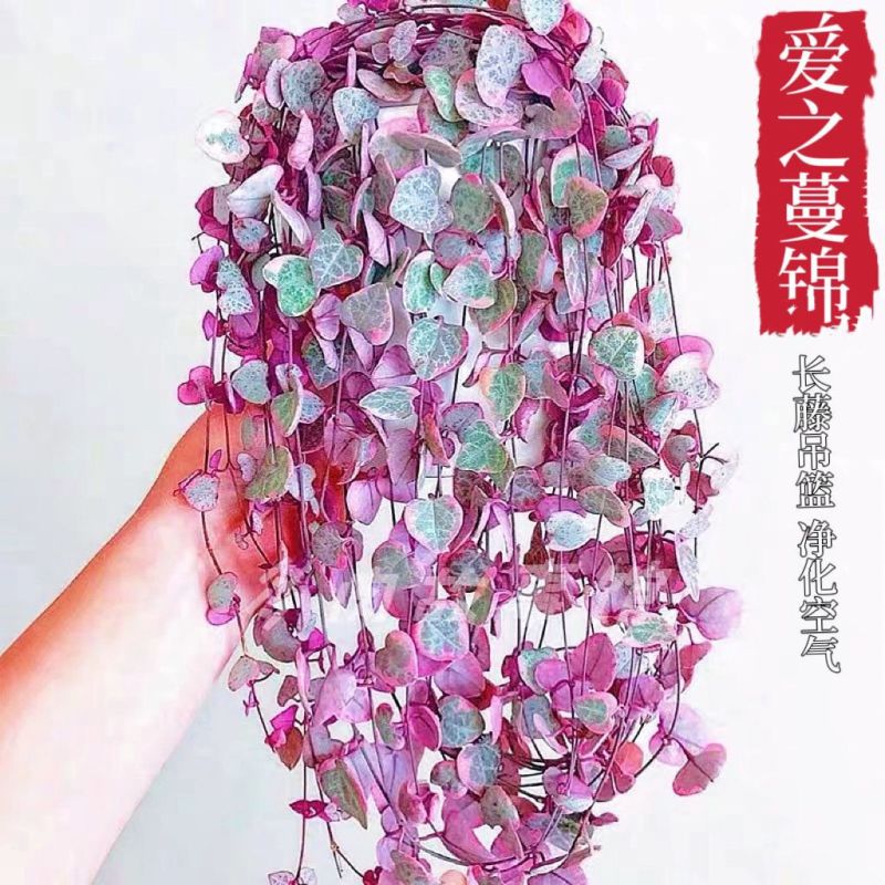 爱之蔓藤蔓悬挂植物心型长藤一寸心吊兰室内挂壁阳台四季耐旱
