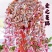 爱之蔓藤蔓悬挂植物心型长藤一寸心吊兰室内挂壁阳台四季耐旱