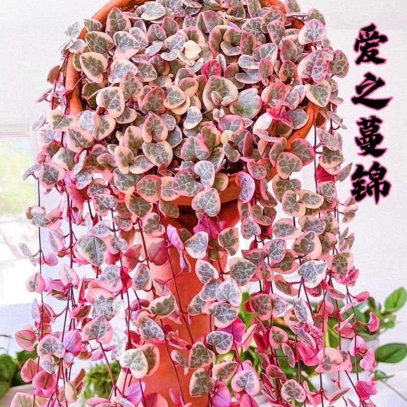 爱之蔓藤蔓悬挂植物心型长藤一寸心吊兰室内挂壁阳台四季耐旱