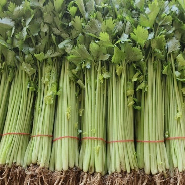 精品小香芹