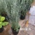 柳叶星河盆栽花苗多年生庭院观花常绿银叶耐寒耐热植物多季节开花