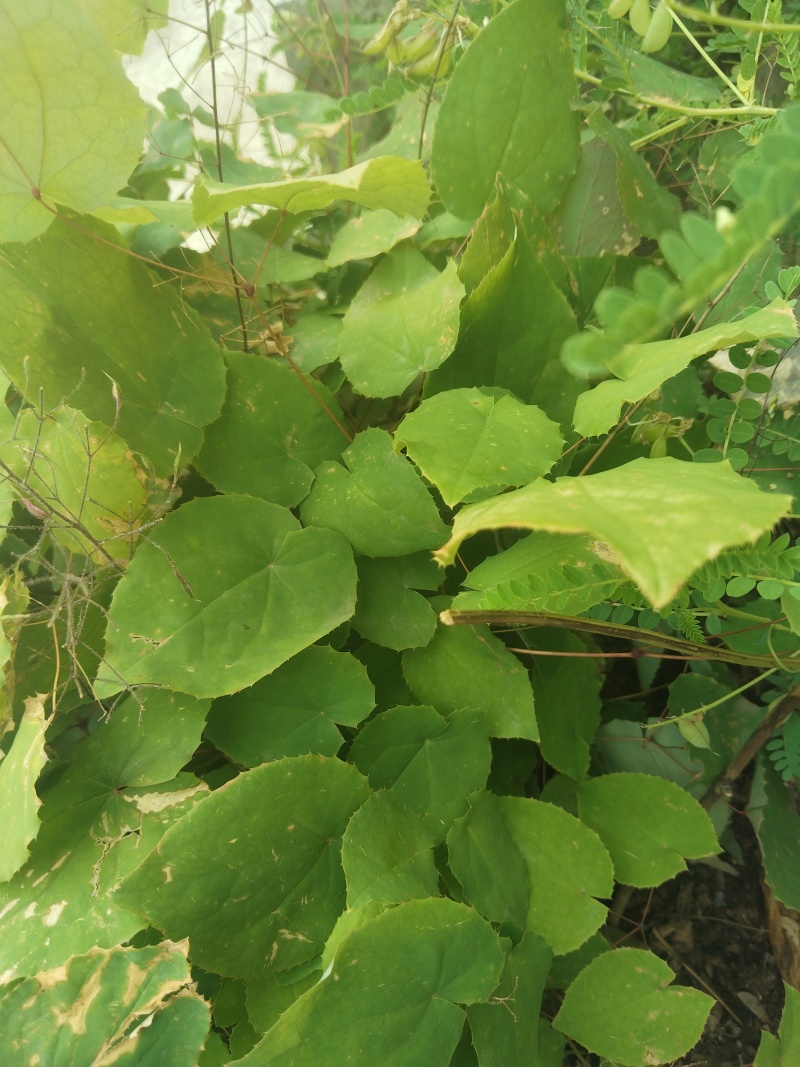 纯野生小圆叶淫羊藿现摘现采包邮，量大从优自己种植