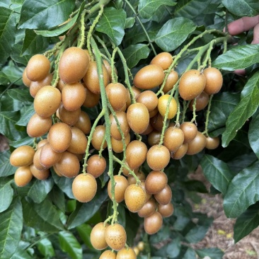 黄皮果黑金刚鸡心贵妃产地直供货源充足