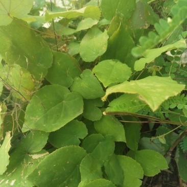 纯野生小圆叶淫羊藿现摘现采包邮，量大从优自己种植
