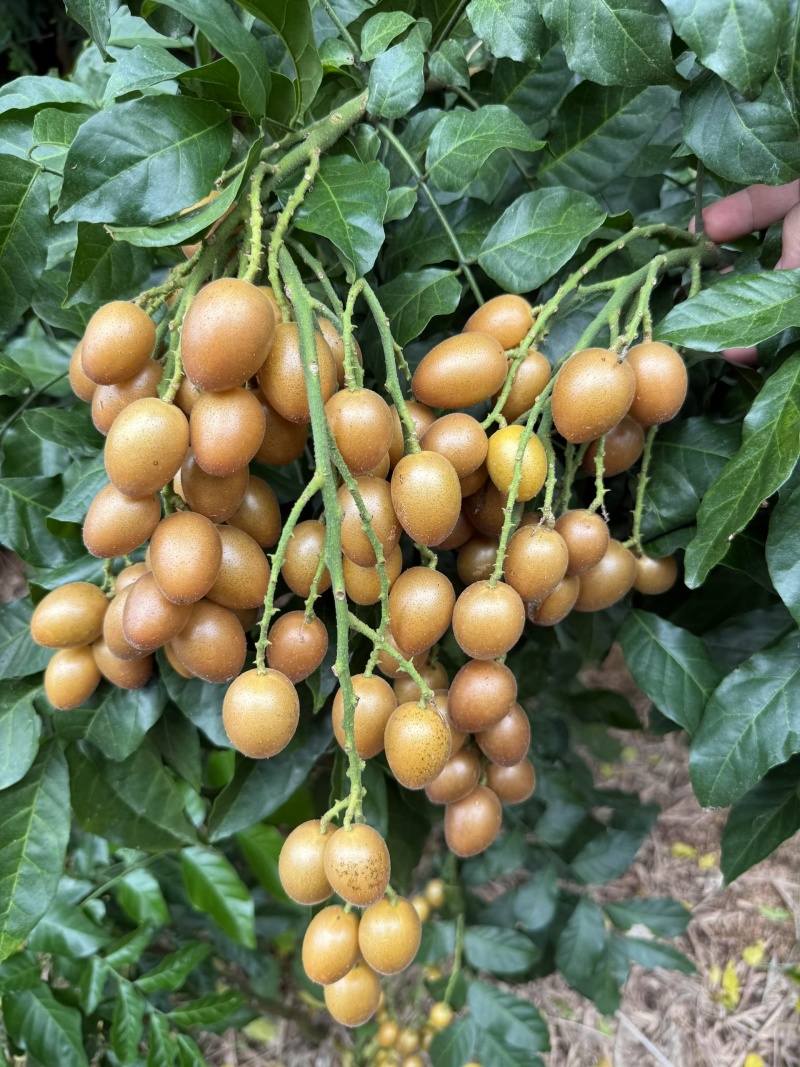 黄皮果黑金刚鸡心贵妃产地直供货源充足