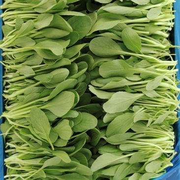 鸡毛菜