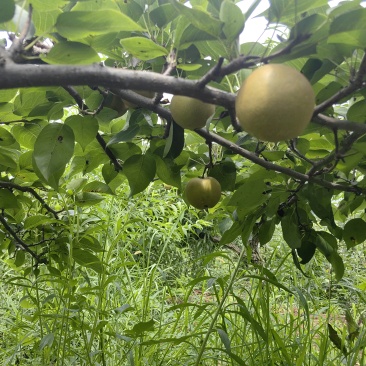 黄花梨，青梨