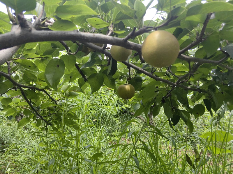黄花梨，青梨