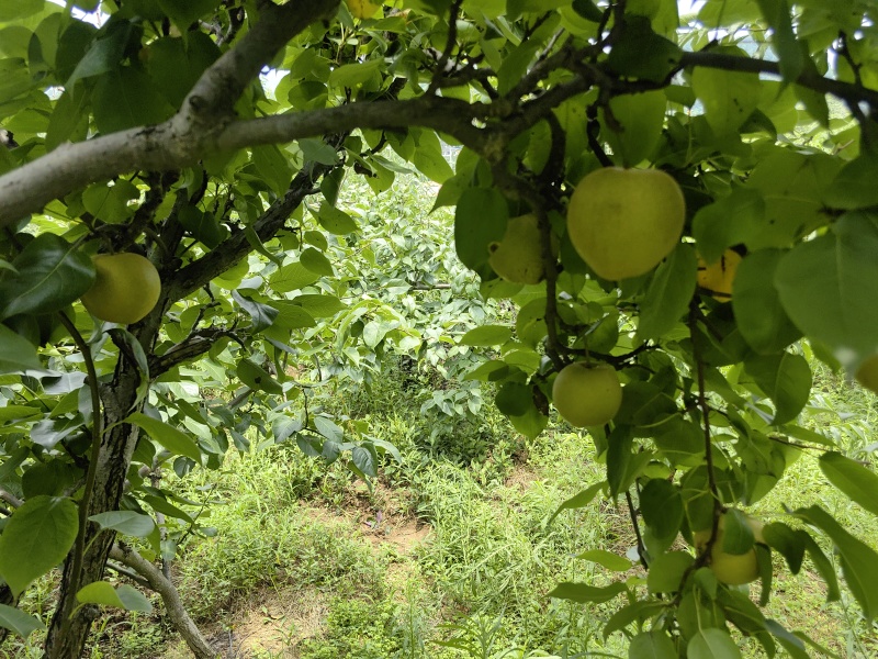 黄花梨，青梨