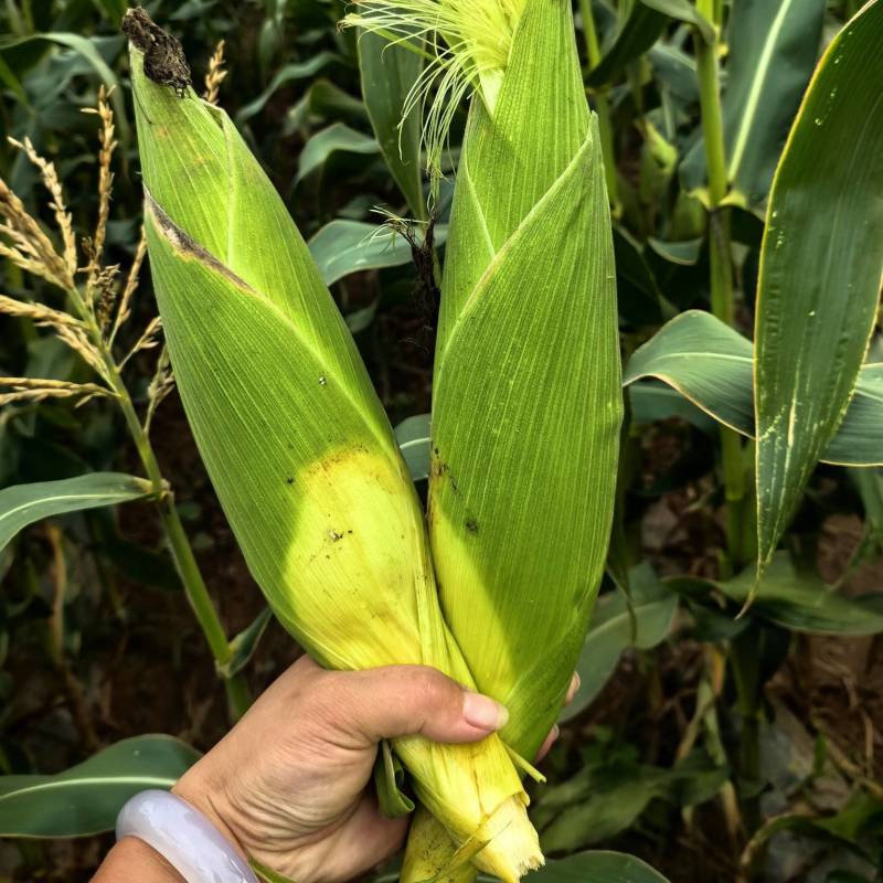 水果玉米有意向联系***********