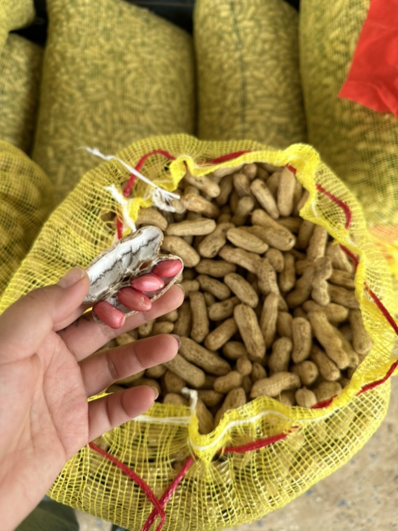开封白沙大果鲜花生鲜摘现发欢迎大家光临
