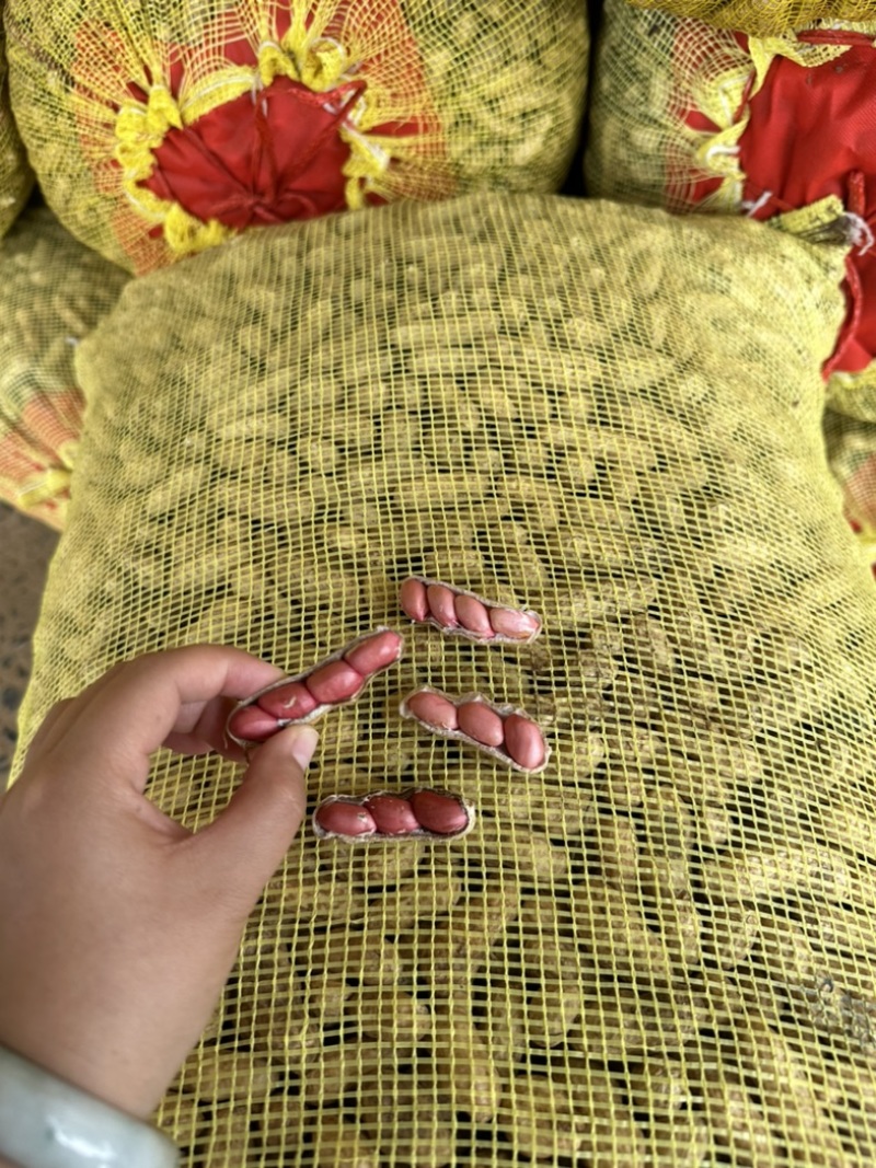 开封白沙大果鲜花生鲜摘现发欢迎大家光临