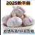 2025新干蒜，产地直发，个头大，份量足，颜色好，大量