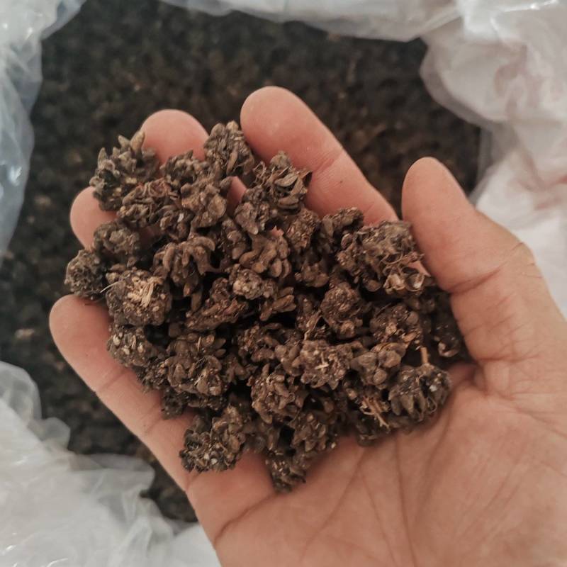 批发家种猫爪草中粒货，一手货源，诚信经营，感谢您的信任。