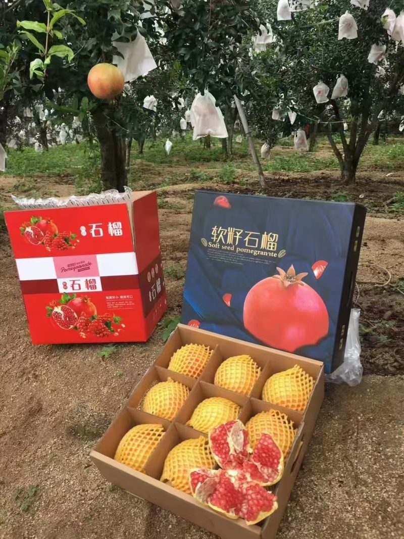 攀枝花突尼斯软籽石榴