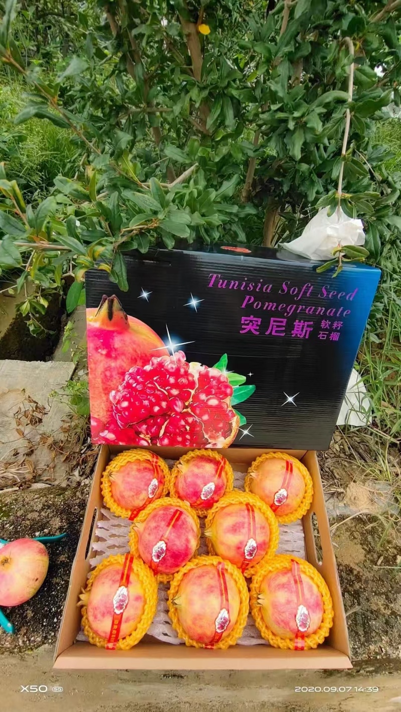 攀枝花突尼斯软籽石榴