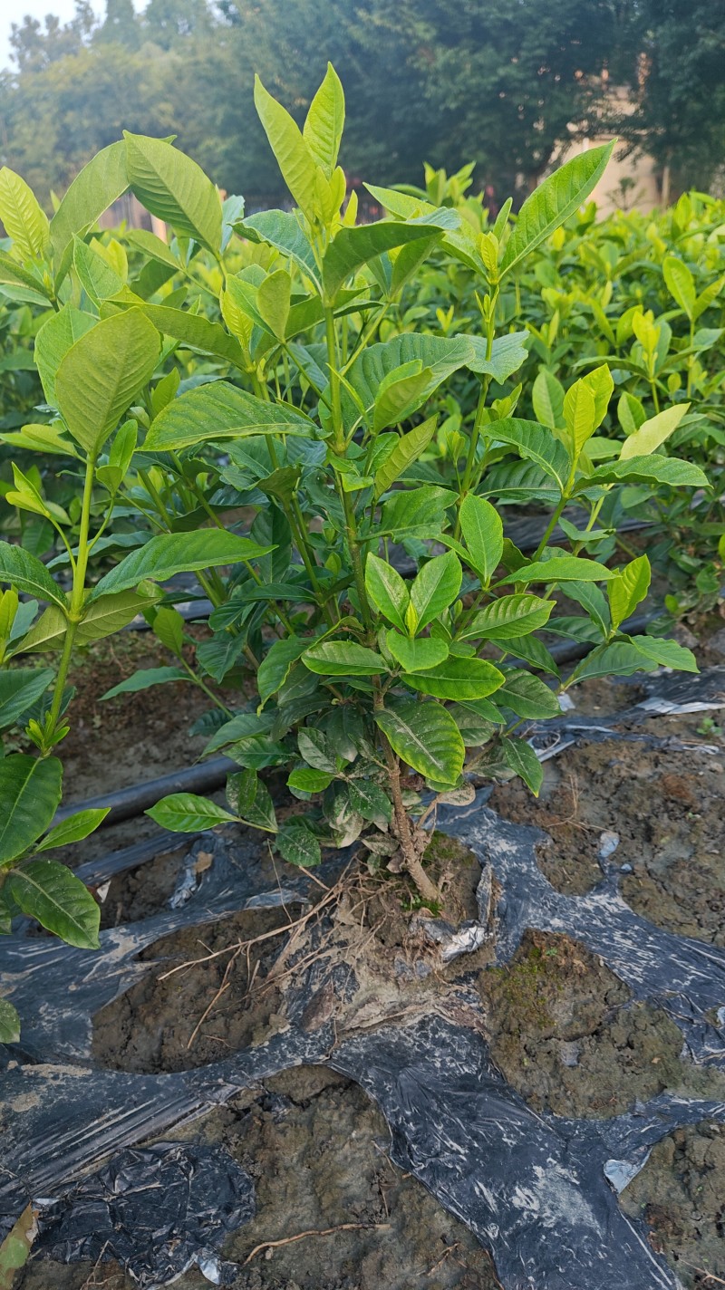 大叶栀子花