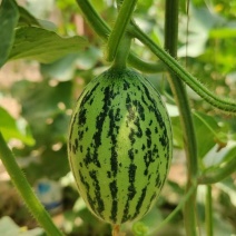 青蛙王子蜜瓜