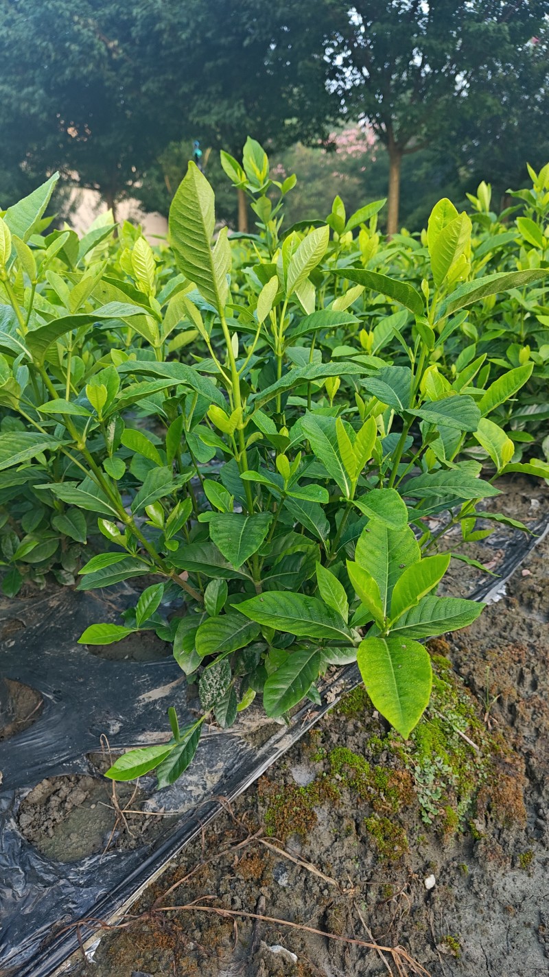 大叶栀子花