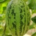 青蛙王子蜜瓜