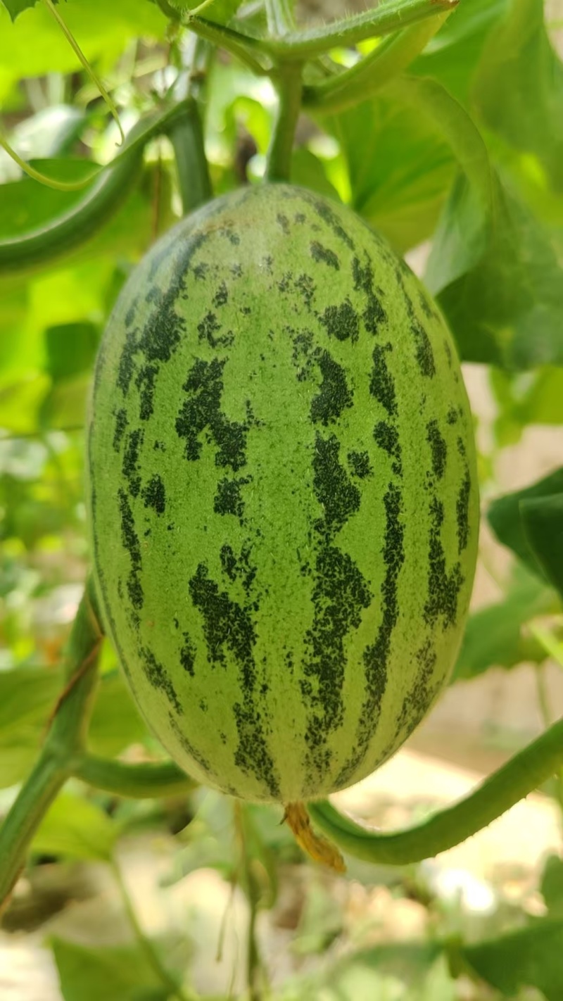 青蛙王子蜜瓜