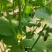 青蛙王子蜜瓜
