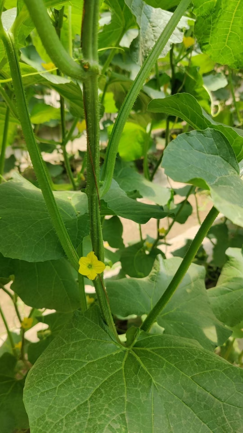 青蛙王子蜜瓜