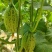 青蛙王子蜜瓜