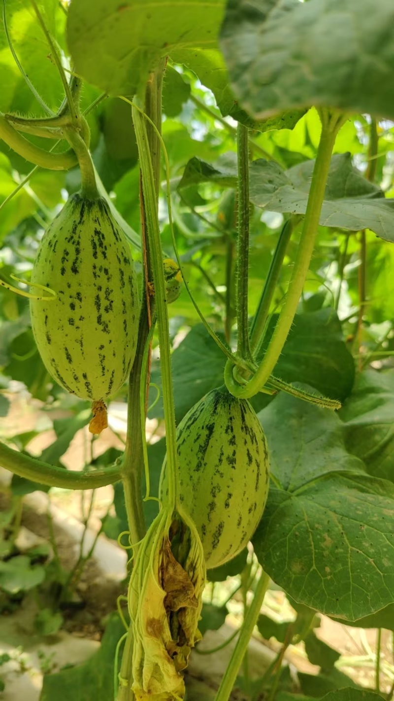 青蛙王子蜜瓜
