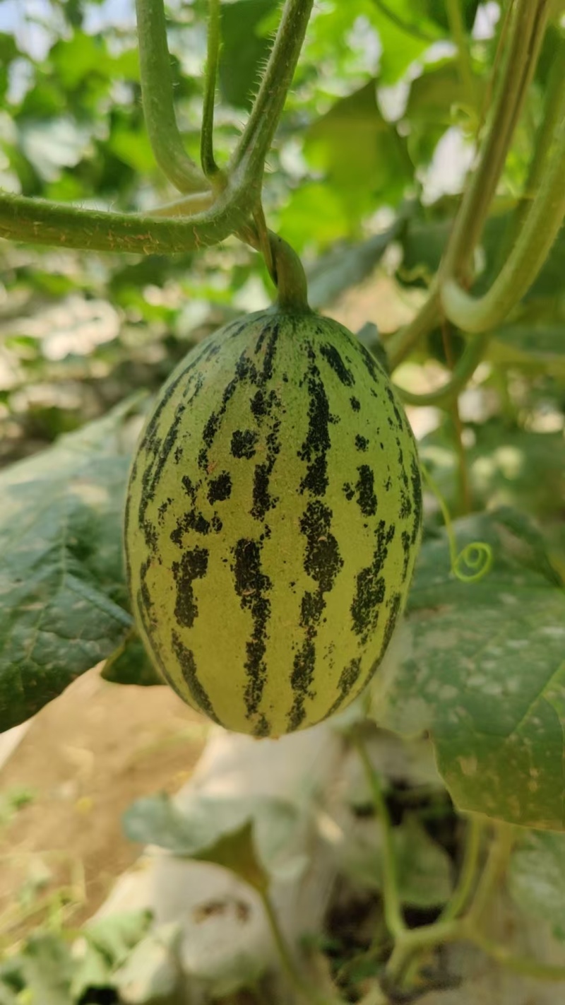 青蛙王子蜜瓜