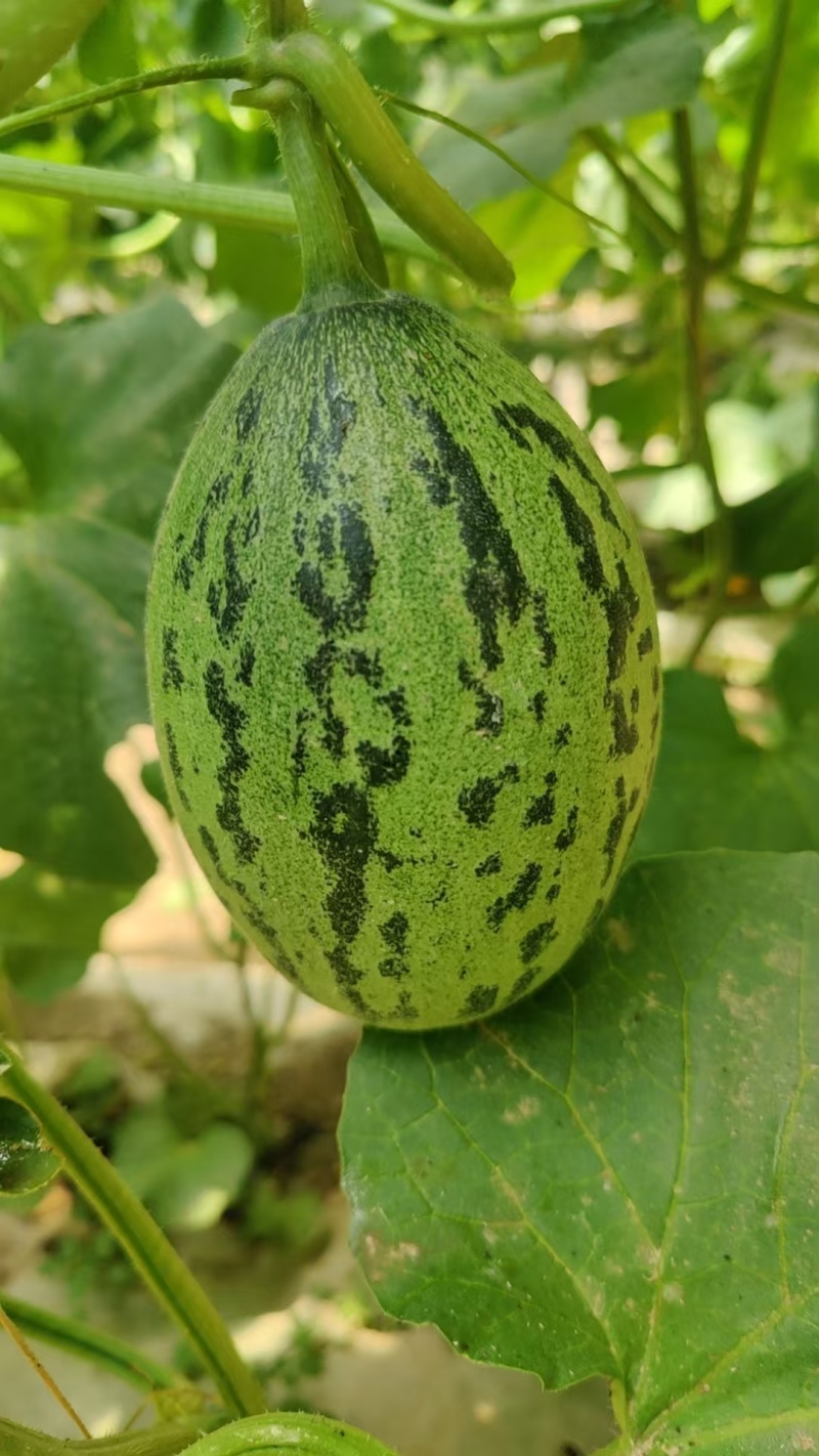 青蛙王子蜜瓜