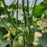 青蛙王子蜜瓜