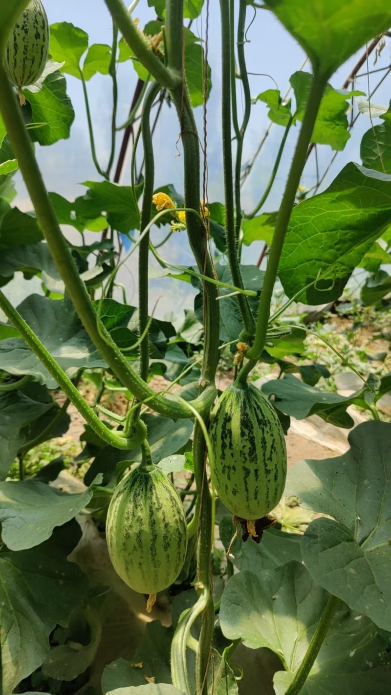 青蛙王子蜜瓜