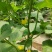 青蛙王子蜜瓜