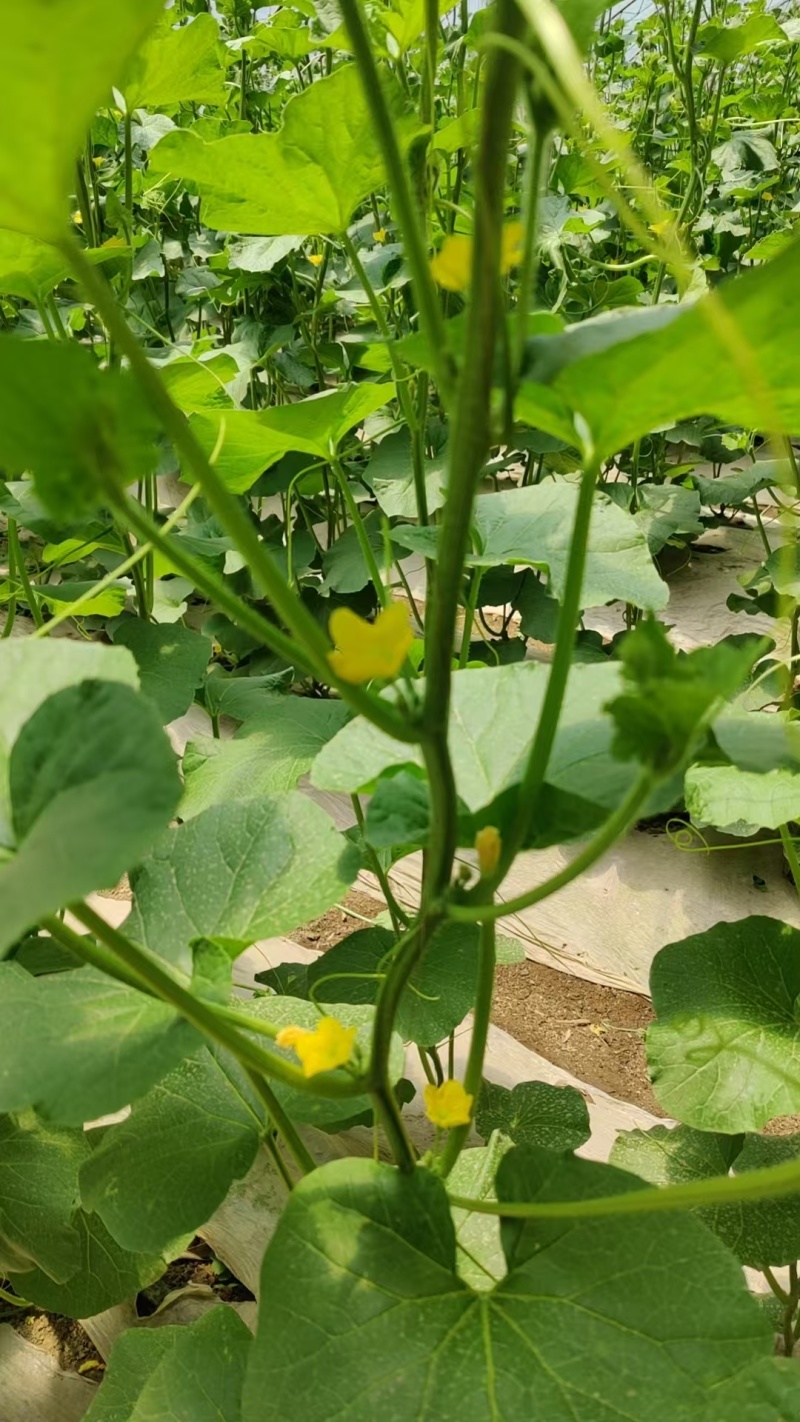 青蛙王子蜜瓜