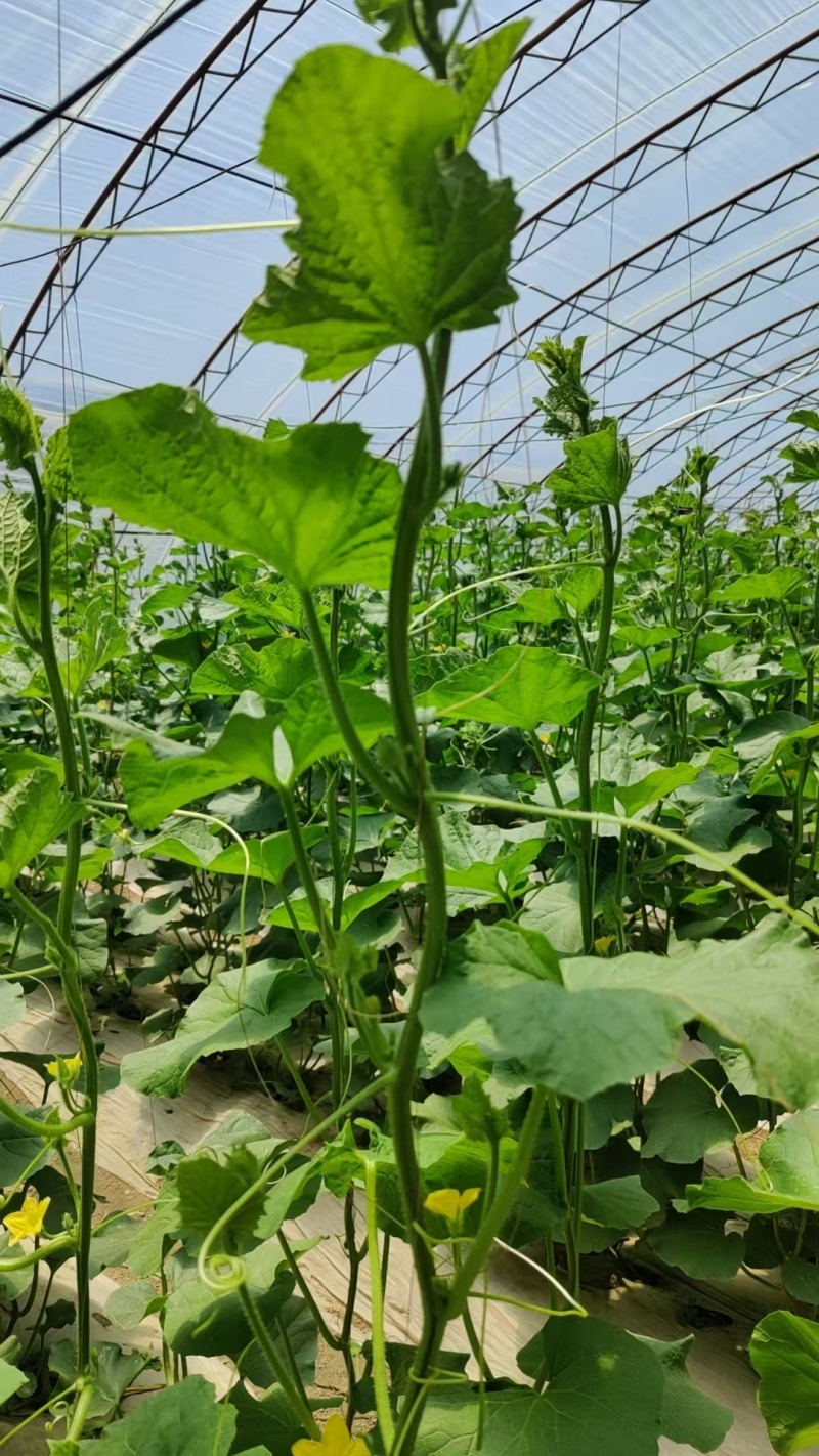青蛙王子蜜瓜