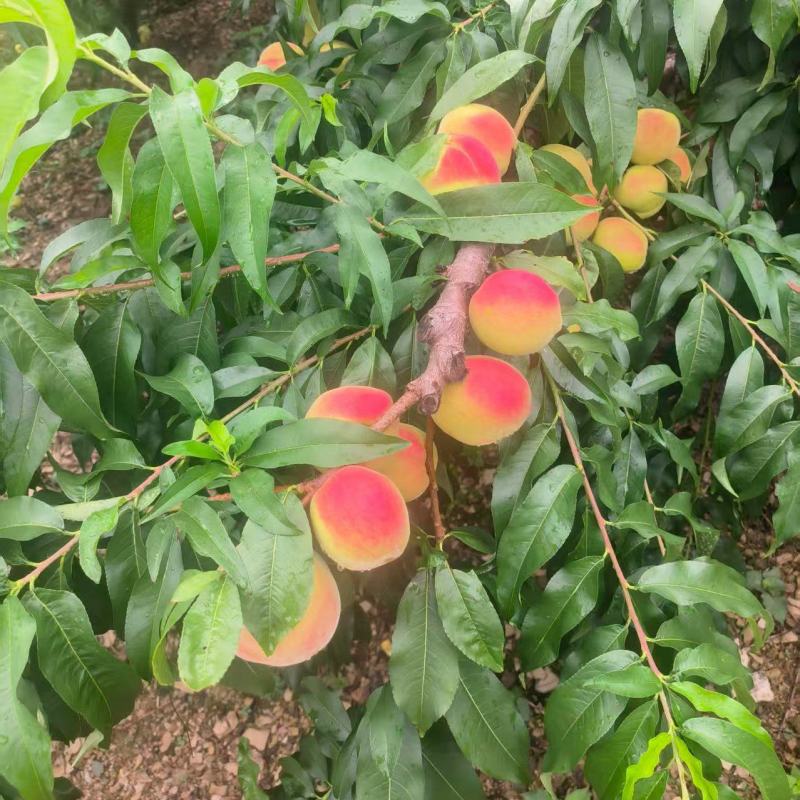 绵阳平武白花桃