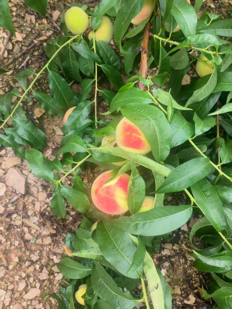 绵阳平武白花桃