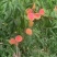 绵阳平武白花桃