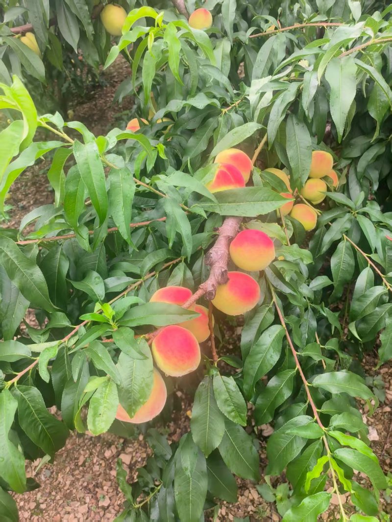 绵阳平武白花桃